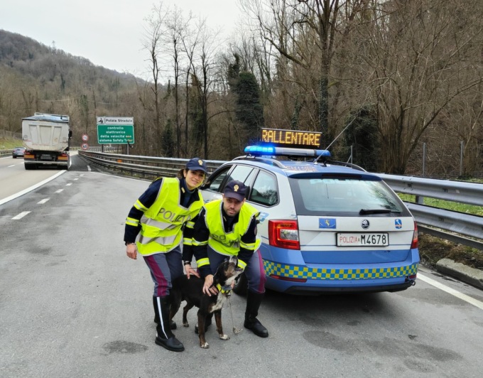 Cane soccorso in autostrada