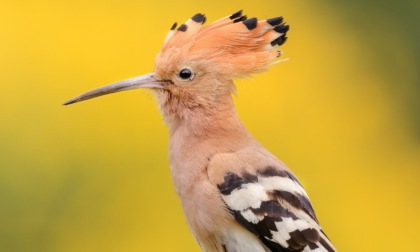 I corsi di birdwatching e di fotografia naturalistica promossi dalla Lipu Tigullio