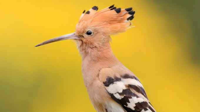 I corsi di birdwatching e di fotografia naturalistica promossi dalla Lipu Tigullio