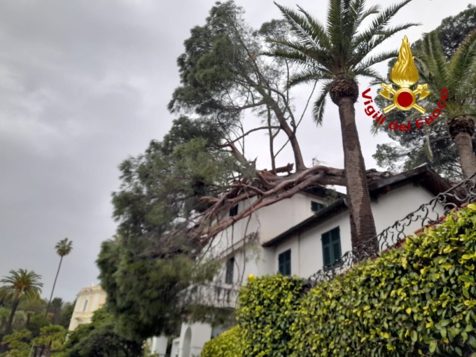 Pino marittimo cade su una villa