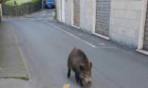 Cinghiale a spasso a Rapallo