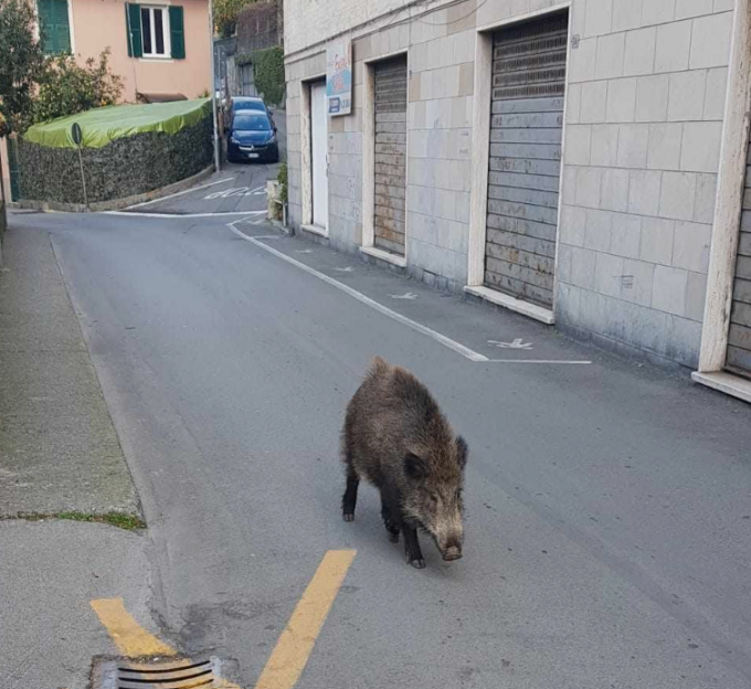 Cinghiale a spasso a Rapallo