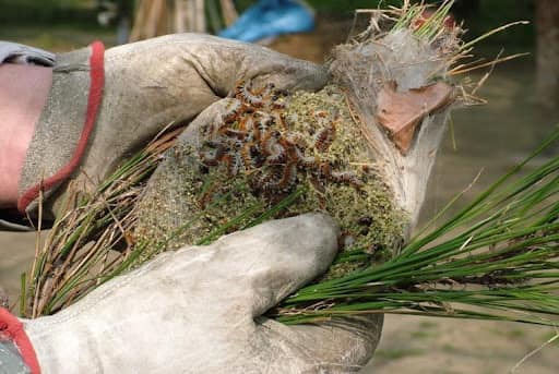 A Recco ordinanze anti processionarie e topi