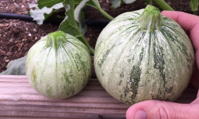 In regalo con Il Nuovo Levante lo zucchino tondo di Nizza