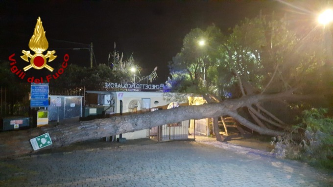 Pino marittimo crollato sul cancello del centro Benedetto Acquarone