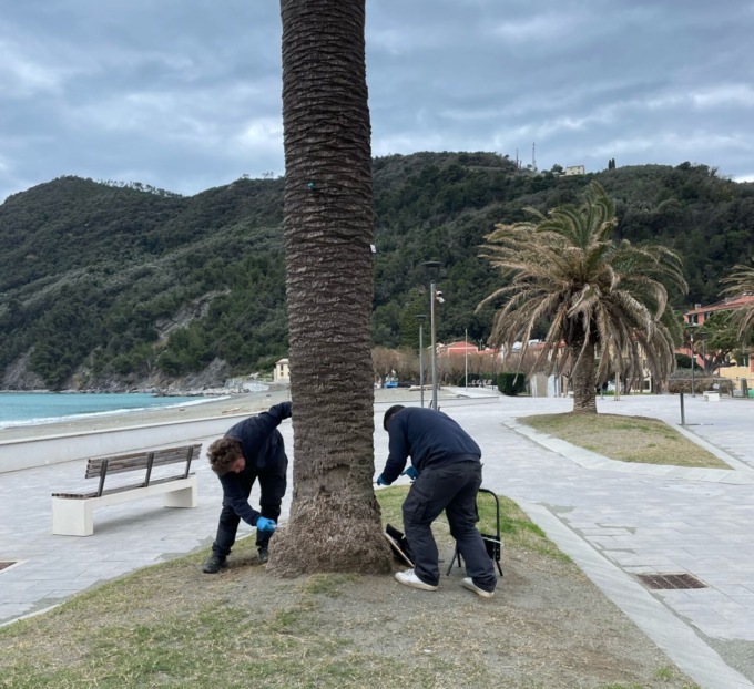 Punteruolo rosso, conclusi gli interventi preventivi sulle palme di Sestri Levante