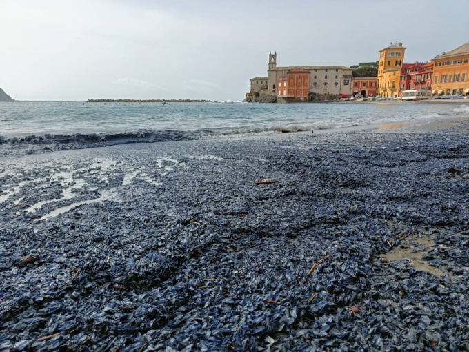 Velelle a Portobello, lo spettacolo della natura colora la Baia del Silenzio