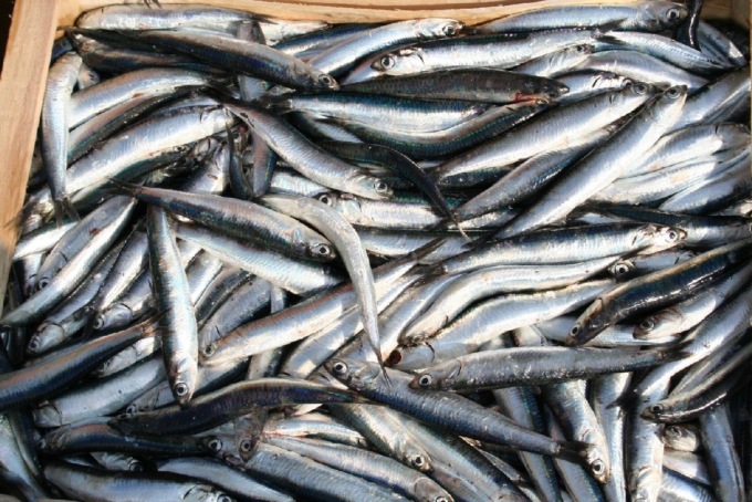 Coldiretti: “Al via la pesca dell’acciuga”