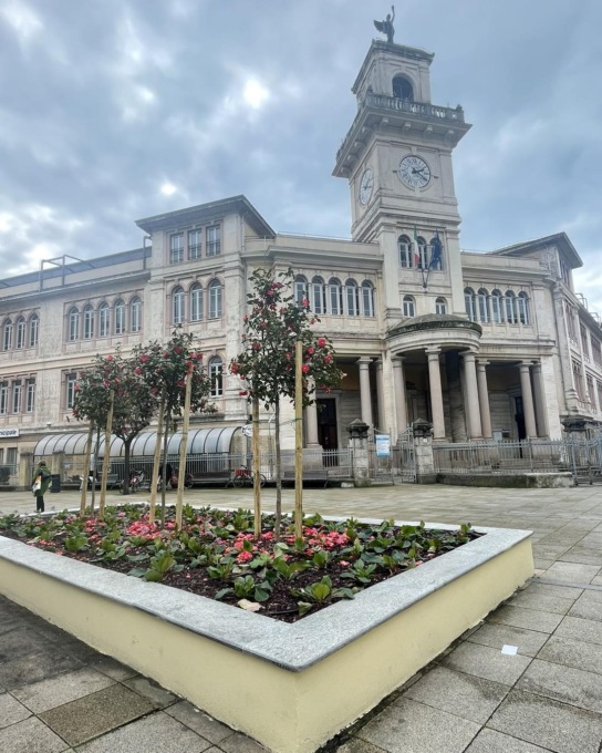 Piazza della Repubblica, tre piante di Camelia al posto del pino marittimo
