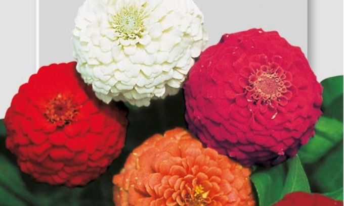 In regalo con Il Nuovo Levante coloratissime zinnie nane pompon