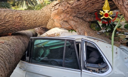 Tragedia sfiorata a  Rapallo, crolla grosso pino: le foto