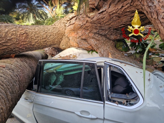 Tragedia sfiorata a  Rapallo, crolla grosso pino: le foto