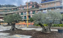 Ulivi secolari e "alberi del corallo" sulla nuova passeggiata di Recco