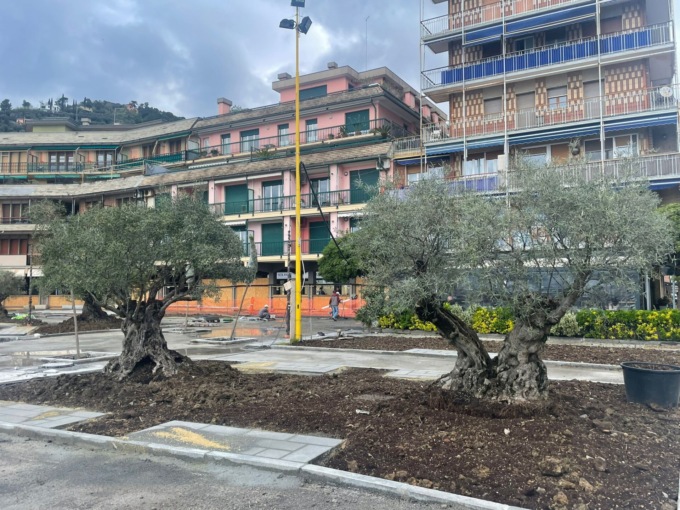 Ulivi secolari e “alberi del corallo” sulla nuova passeggiata di Recco