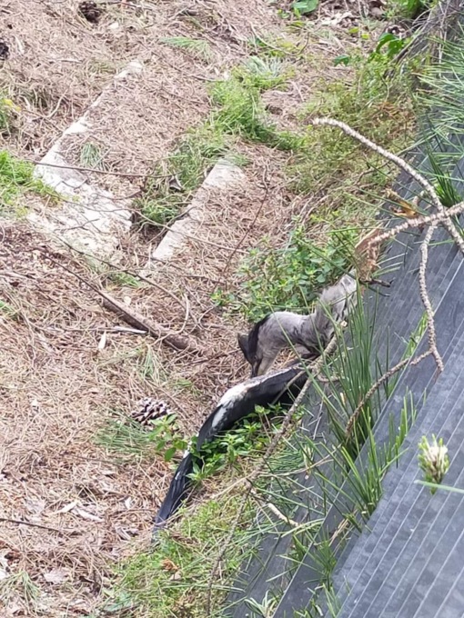 Aironi uccisi a Rapallo, l’esposto dell’associazione GAIA