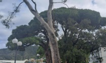 Verifiche a Sestri Levante sulla stabilità degli alberi