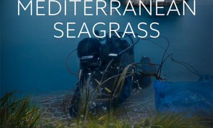 Al RIFF 2024 il documentario "Posidonia oceanica, una speranza per il Mediterraneo"