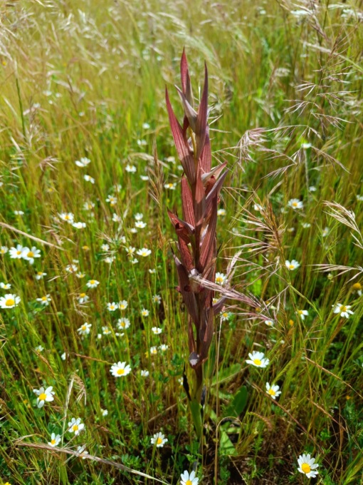 “Orchidee in cammino”: immagini e racconti sul lungomare di Recco