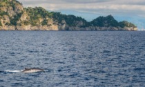 Aree marine protette e Parchi nazionali uniti per la tutela dei mammiferi marini