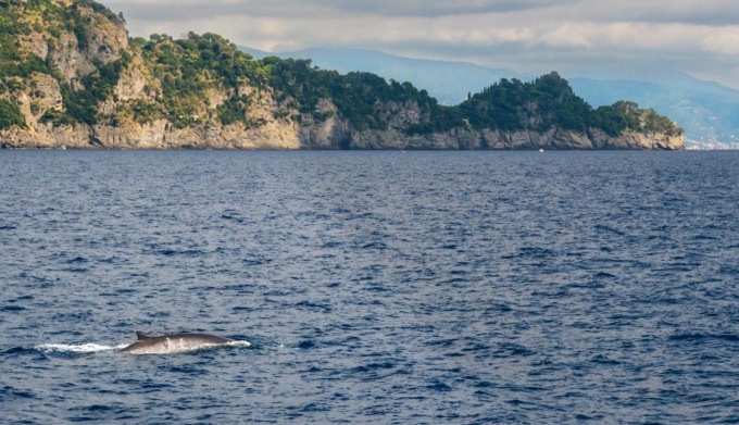 Aree marine protette e Parchi nazionali uniti per la tutela dei mammiferi marini