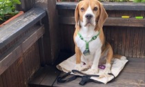 Alla ricerca di Zeno: Beagle scomparso da ieri a Sestri Levante