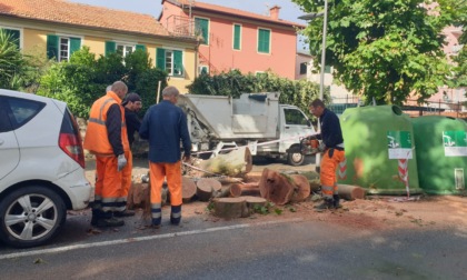 Maltempo, crolla un albero a Chiavari