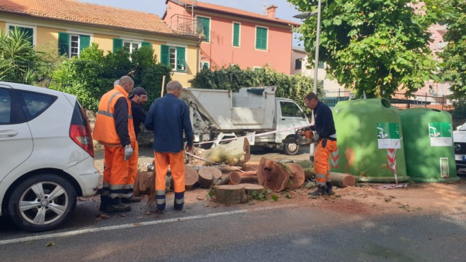 Maltempo, crolla un albero a Chiavari