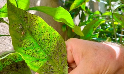 Al via il progetto di lotta biologica contro aleuroide nero degli agrumi