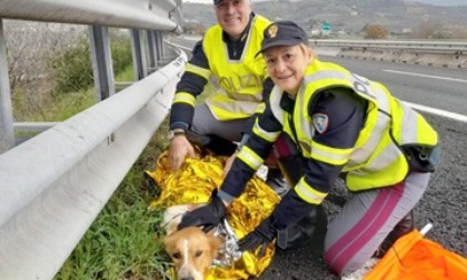 Se non ti porto, non parto: il nuovo spot della Polizia contro l'abbandono di animali