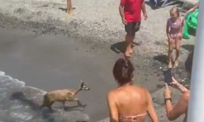 Capriolo fra le sdraio e gli ombrelloni sulla spiaggia di Rapallo