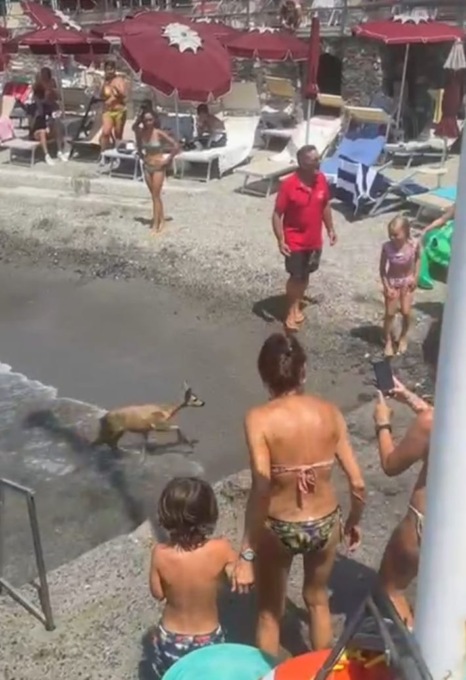 Capriolo fra le sdraio e gli ombrelloni sulla spiaggia di Rapallo