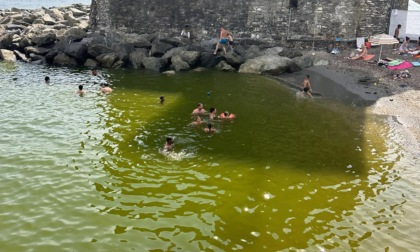 Mare verde a Rapallo: colpa di un'alga