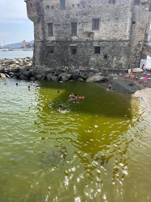 Mare verde a Rapallo: colpa di un’alga