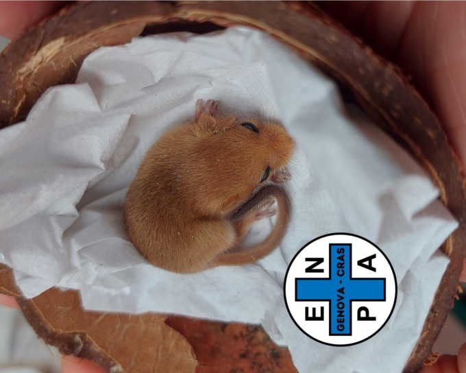 L’Enpa recupera due cuccioli di moscardino, manca il lieto fine
