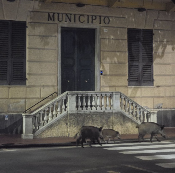 Cinghiali a zonzo davanti al Comune di Santa