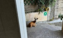 Chiavari, esemplare di capriolo in relax tra i palazzi