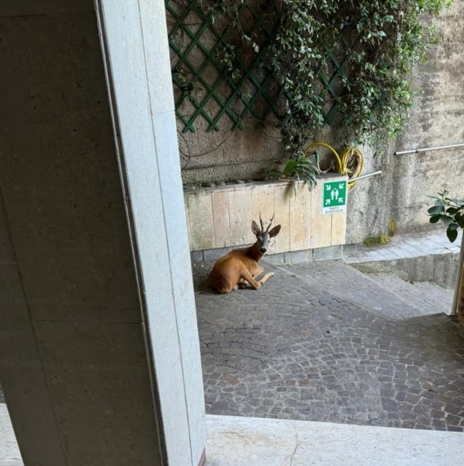 Chiavari, esemplare di capriolo in relax tra i palazzi