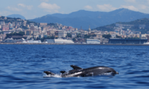 Cetacei, giornata di sensibilizzazione in porto a Lavagna