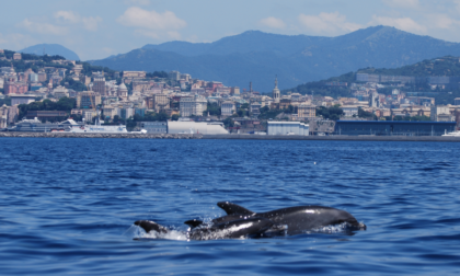 Cetacei, giornata di sensibilizzazione in porto a Lavagna