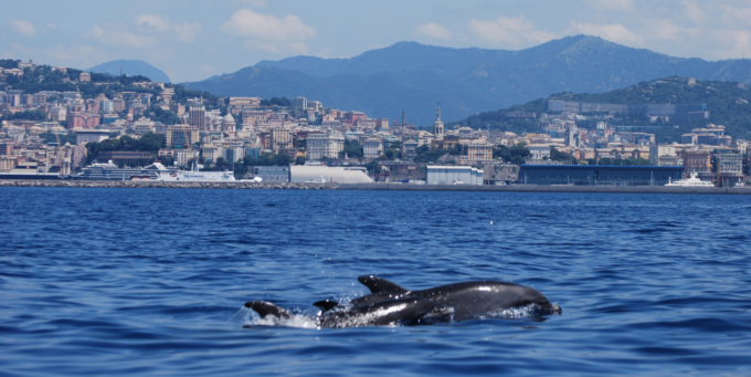 Cetacei, giornata di sensibilizzazione in porto a Lavagna