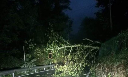 Riaperta la strada statale 586 della Val d’Aveto interrotta per la caduta di un albero