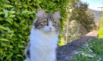 Cogorno, il paese si mobilita per Minou