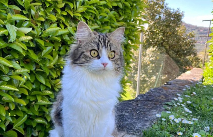Cogorno, il paese si mobilita per Minou