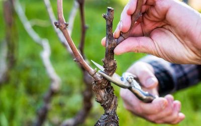 Cadono mentre potano, soccorse due persone