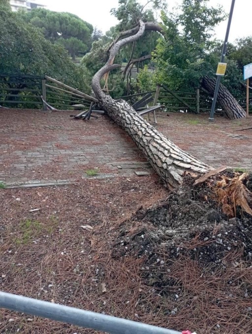 Chiavari, crollato un pino sul lungo Entella