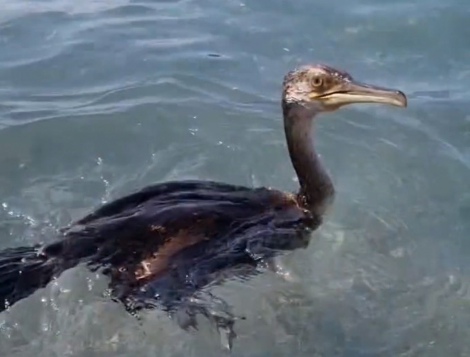 Marangone dal ciuffo a Riva Trigoso, il video