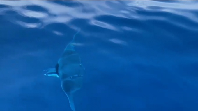 Manta al largo di Chiavari, il video