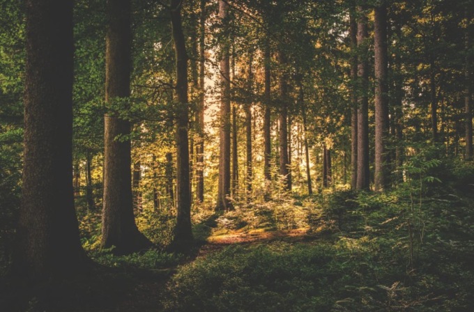 Pale per bushcraft: la guida alla scelta e all’utilizzo