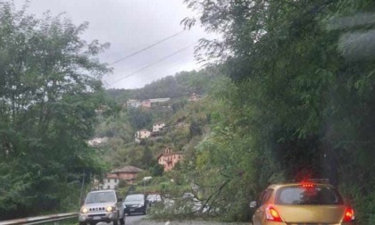 Cade albero in Fontanabuona, disagi alla viabilità