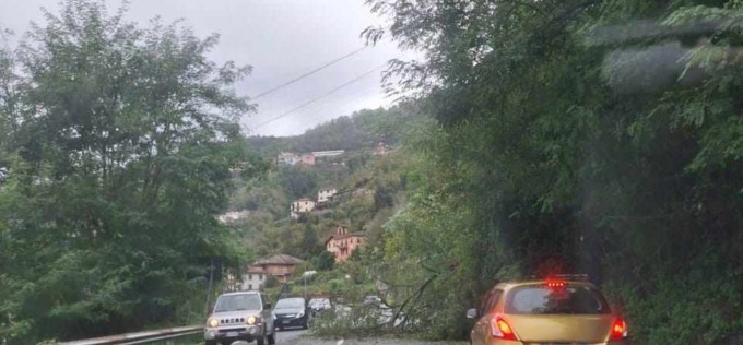 Cade albero in Fontanabuona, disagi alla viabilità